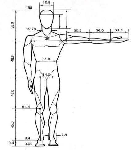 Dimensions of average male human being [23]. | Download Scientific Diagram