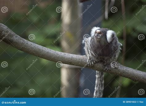 Common Marmoset stock photo. Image of species, creature - 28901822