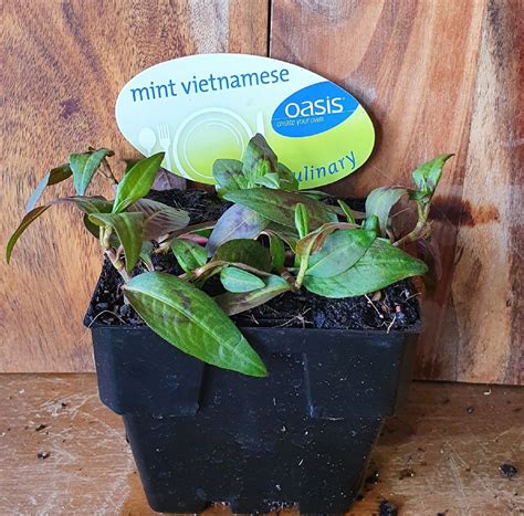 MINT VIETNAMESE 100MM OASIS | The Garden Feast