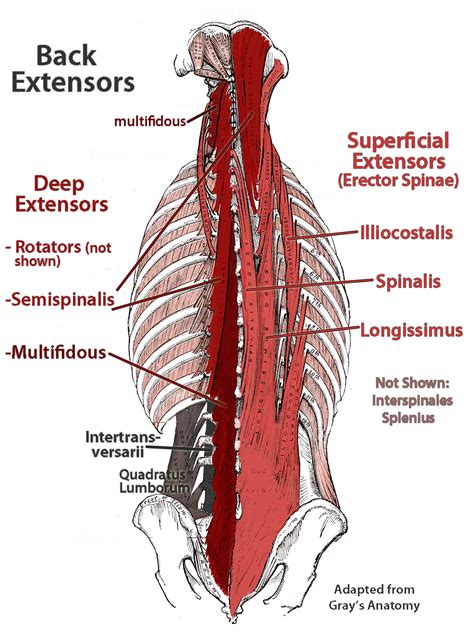 deep muscles of lower back : Biological Science Picture Directory ...