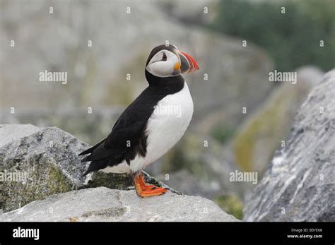 Atlantic Puffins, Machias Seal Island, Maine, United States of America Stock Photo - Alamy