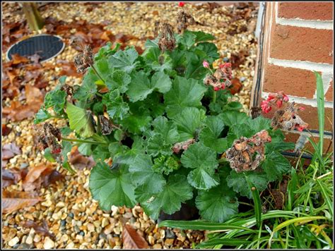 Mark's Veg Plot: Pruning the Geraniums