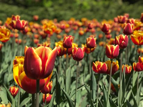 Your Guide to Canada's Largest Tulip Festival - Embracing Ottawa