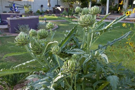 The Artichoke Project | A Traveling Gardener