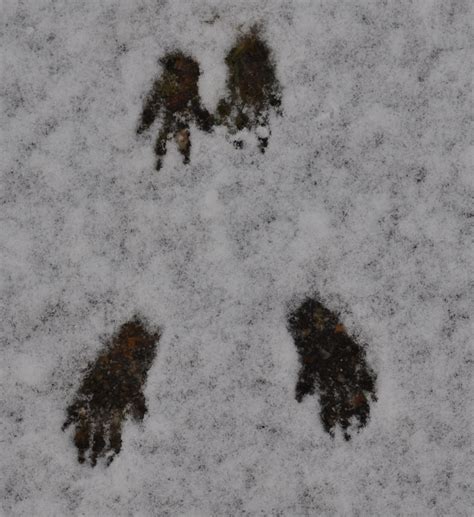 Squirrel footprints in the snow | For the Love of Animals | Pinterest | The o'jays, Snow and ...