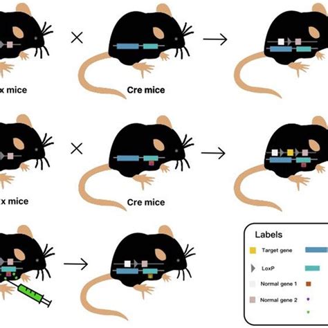 The location of Cre recombinase activation in the intervertebral disc... | Download Scientific ...