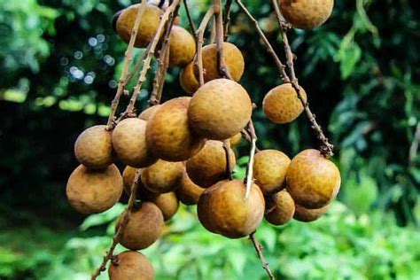 5 Longan Fruit Health Benefits and 2 Big Drawbacks – Superfoodly