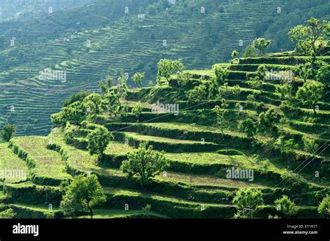 Terrace farming in uttarakhand India Asia Stock Photo - Alamy