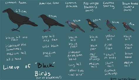 Lineup of Black Birds — Weasyl