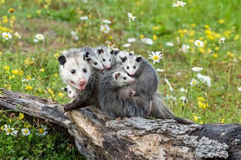 Wildlife Control: How to Keep Opossums Out of Your Yard