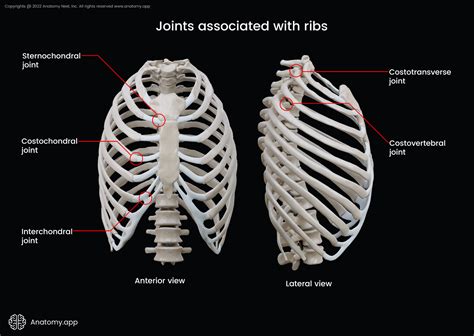 Ribs | Encyclopedia | Anatomy.app | Learn anatomy | 3D models, articles ...