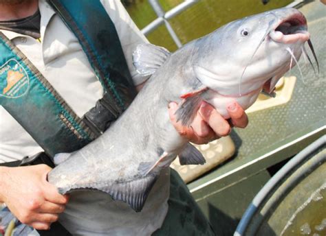 Blue Catfish: Invasive and Delicious | NOAA Fisheries