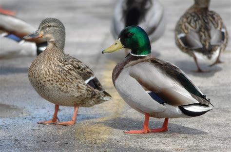 Door to Nature: The Well-known Mallard - Door County Pulse