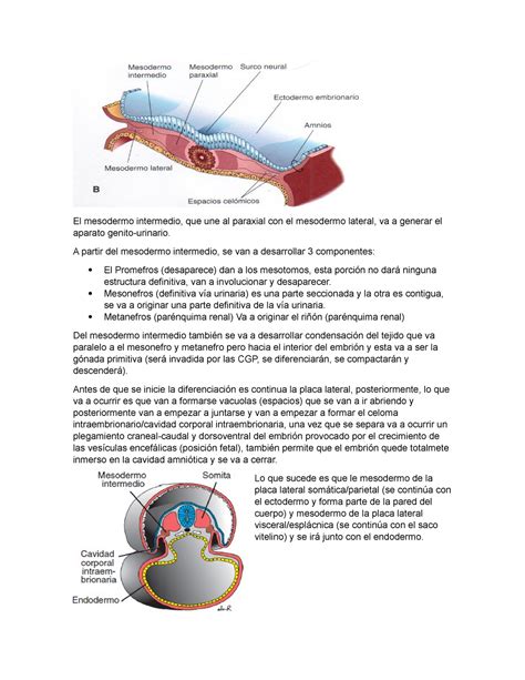 Clase 12 03 18 - Apuntes de embriología - El mesodermo intermedio, que ...