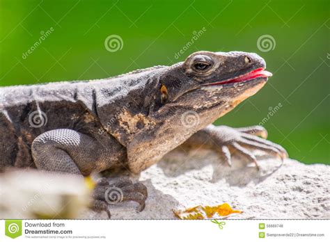 Mexican iguana stock photo. Image of palm, latin, close - 56669748