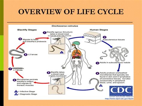 Onchocerca volvulus | PPT