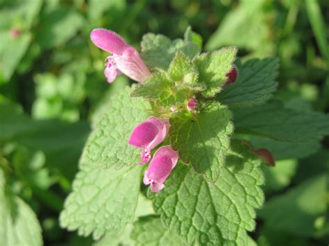 Lamium purpureum | Purpurrote Taubnessel (Lamium purpureum) … | Flickr