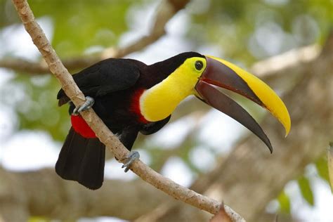 Toucan Symbolism - Spirit Animal Totems