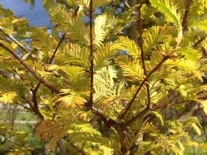 dawn-redwood-leaves – Hoosier Home & Garden