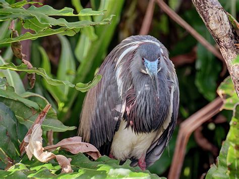 Frontal View Tricolored Heron in Breeding Season Photograph by Jill ...