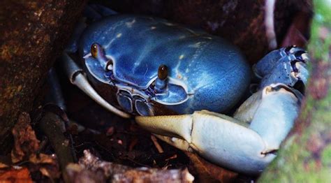 Blue Land Crab In The Everglades Photograph by John Wall