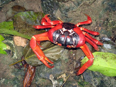 File:Christmas Red Crab.JPG - Wikimedia Commons