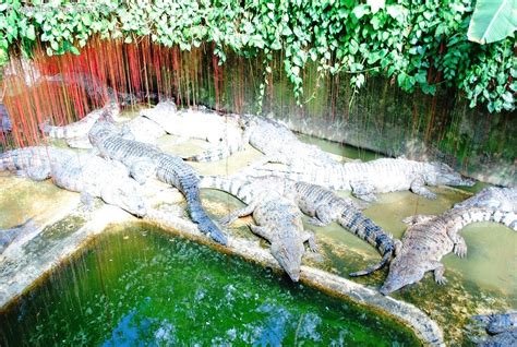 Meet the X-plorers: Palawan's Crocodile Farm