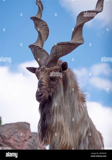 Beautiful mountain goat with helical long horns on the background of rocks Stock Photo - Alamy