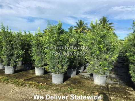 7-Gallon-Podocarpus – Florida Clusia Plants Nursery