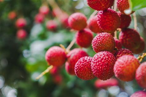 What's The Difference Between Rambutan and Lychee? | Vibrant Happy Healthy