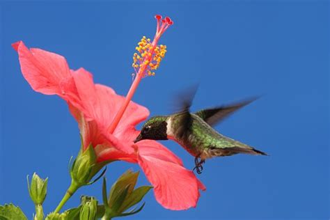 Pollination power in the garden | Hummingbird pictures, Backyard birds feeders, Backyard birds ...