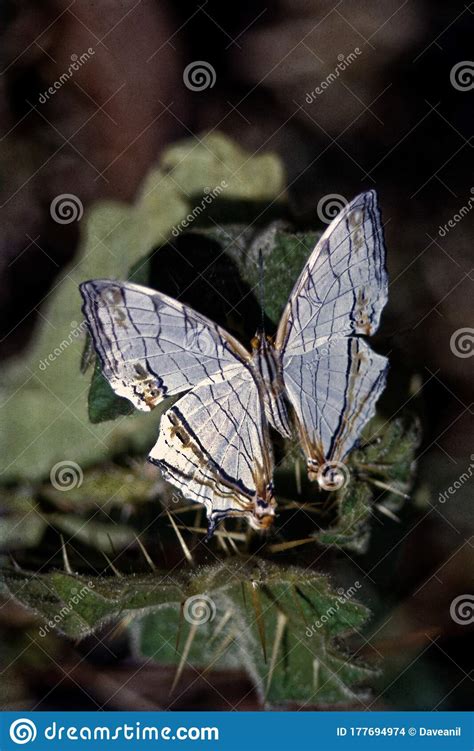 Common Map Butterfly At Iruppu Waterfalls Westarn Ghats Madicay Kodagu District Karnataka Stock ...