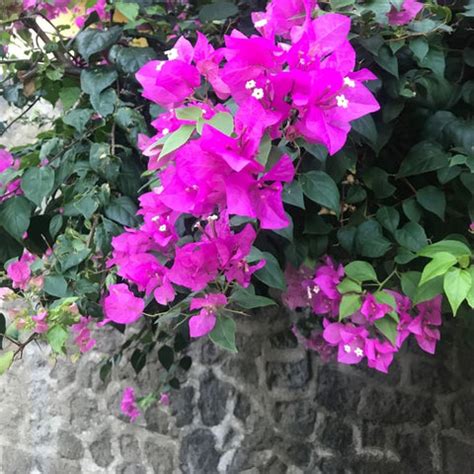 Bougainvillea