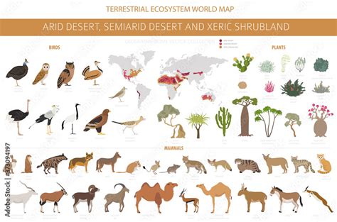 Desert biome, xeric shrubland natural region infographic. Terrestrial ...