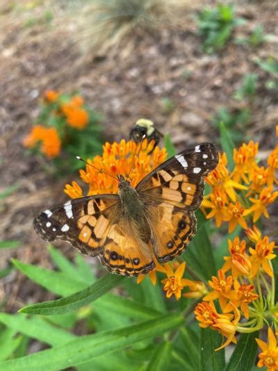 Welcome Butterflies to Your Garden with Native Plants | Features ...