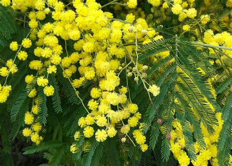 Acacia dealbata (silver wattle or mimosa) | Australian native plants, Garden shrubs, Trees to plant