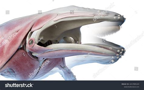 3d Rendered Medical Illustration Whale Anatomy Stock Illustration ...