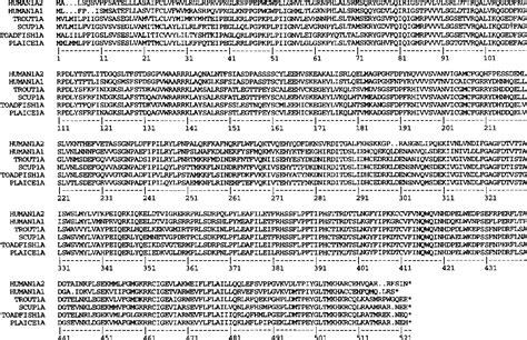 Figure 3 from Identification of cytochrome P-450 1A (CYP1A) genes from two teleost fish ...