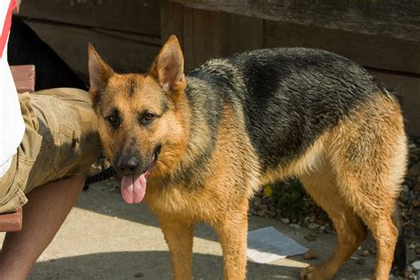 German Shepherd Dog Free Stock Photo - Public Domain Pictures