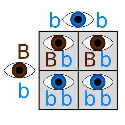 eye color genetics chart eye colors - eye colour example isobels genetics product | eye color ...