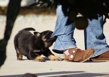 German Shepherd Police Dog Puppies