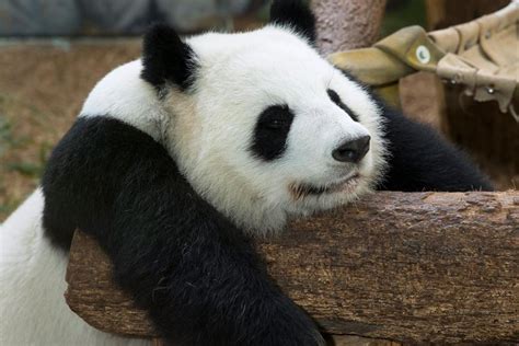 Watch Pandas At Zoo Atlanta On Panda Cam | Georgia Public Broadcasting