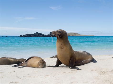 📅 The Best Time to Visit the Galapagos Islands in 2023