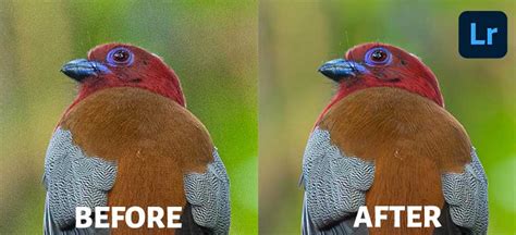 Lightroom Denoise AI – Is It Really Good?[Full Tutorial+Review] - PhotographyAxis