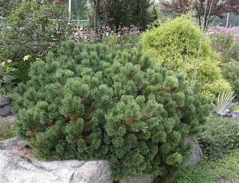 Pumilio Mugo Pine - Okanagan Xeriscape Association