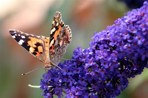 Free Images : nature, plant, flower, insect, butterfly, garden, flora, fauna, invertebrate ...