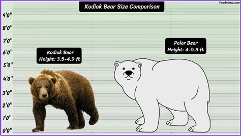 Kodiak Bear Size: How Big Are They? Compared With Others