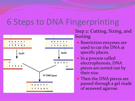 Dna fingerprinting