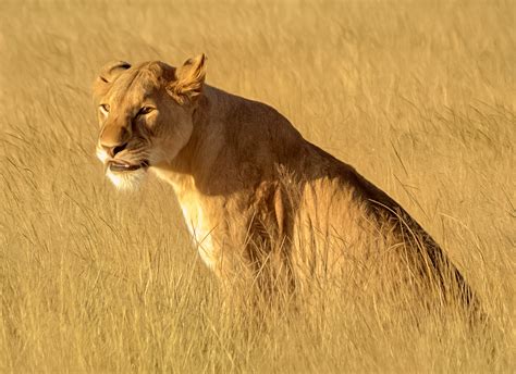 Lioness, Amboseli National Park, Kenya | Amboseli National P… | Flickr