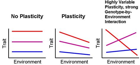 What is Phenotypic Plasticity and its role in evolution?